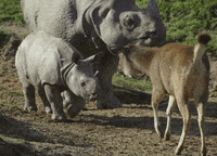 safari park lol GIF by San Diego Zoo