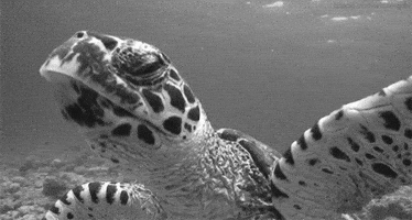 black and white turtle GIF