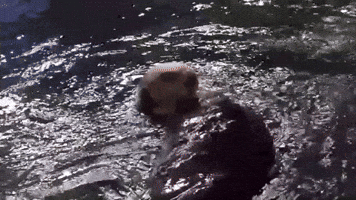 Sea Otter GIF by Georgia Aquarium