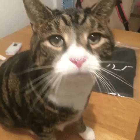 GIF by Product Hunt
