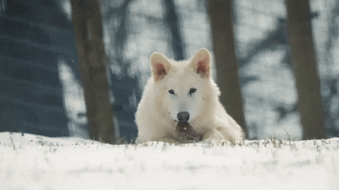 Dire Wolf What GIF by Colossal