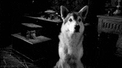 german shepard dog GIF