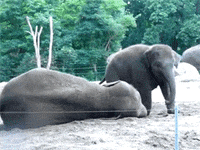 elephant rolling GIF