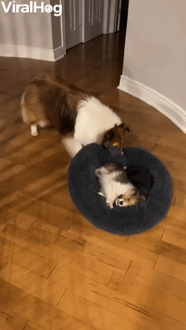 Dog Funny Animals GIF by ViralHog