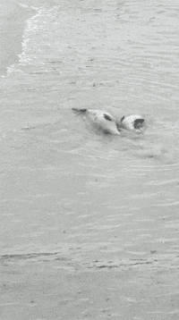 Seal Pup Seals GIF by Monterey Bay Aquarium
