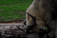 Takin GIF by Valley Zoo Development Society