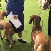 dog GIF by Westminster Kennel Club