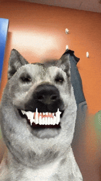 Dog Wolf GIF