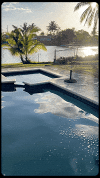 Palm Tree Water GIF