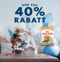 GIF by Vetzoo