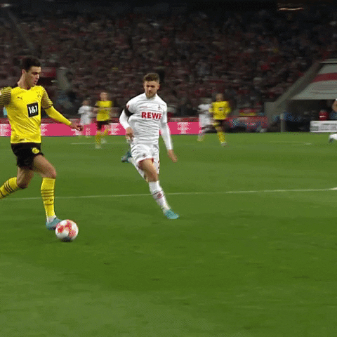 1 Fc Cologne Football GIF by 1. FC Köln