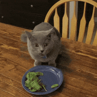 cats GIF
