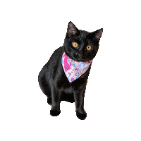 Black Cat Sticker by Geekster Pets