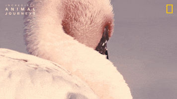 National Geographic Africa GIF by Nat Geo Wild