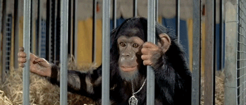 escape from the planet of the apes chimp GIF