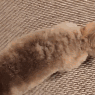 cuteanimalland giphyupload GIF