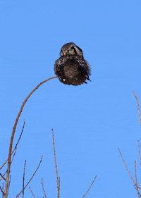 Northern Hawk Owl Bird GIF by U.S. Fish and Wildlife Service