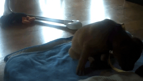 cuteanimalland giphyupload GIF