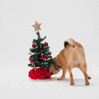 Knock Christmas Tree GIF by Petsure UK