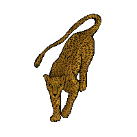 uhanadesign eyes light leopard cheetah Sticker