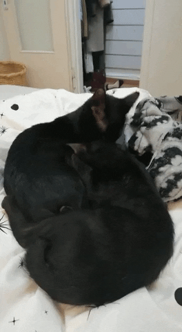 tulsimo giphygifmaker GIF
