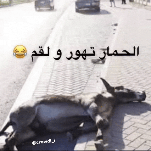 كراودي GIF