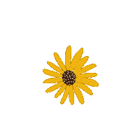 adyayonas flowers yellow sunflowers flower gif Sticker