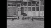 usnationalarchives swimming history pool party swimming pool GIF