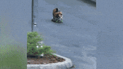 Bulldogs GIF by RPA_Advertising