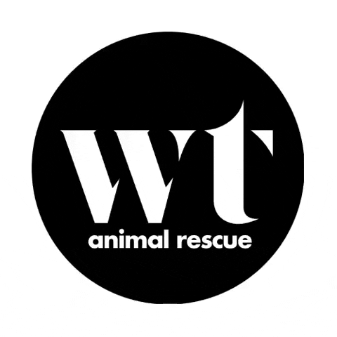 wolftrapanimalrescue giphyupload cats dogs pets GIF