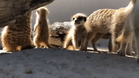 Curious Baby Meerkats Investigate Camera at Adelaide Zoo