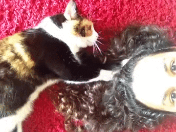 cat massage GIF