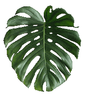 Monstera Deliciosa Monster Sticker by Urban Jungle Bloggers