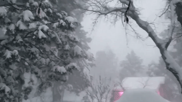 Blizzard-Like Conditions Reduce Visibility in Arizona's White Mountains