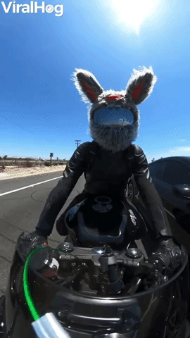 Motorcycle Rabbit Races Car