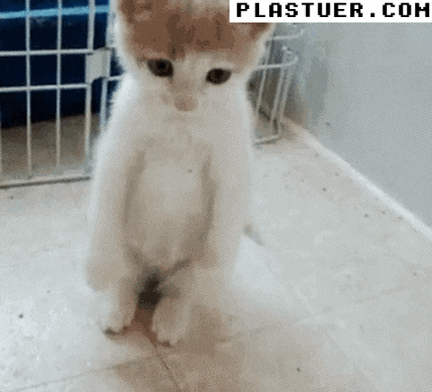 giphyupload GIF