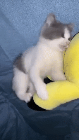 cuteanimalland giphyupload GIF