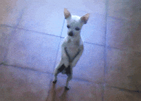 moving kelly gissendaner GIF