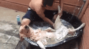 joe johnson page GIF