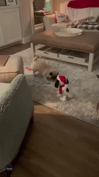 Pug Unsure What to Make of Annual Appearance by Musical Snoopy Toy