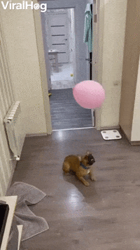 Exercising A Frenchie Is Easy With Balloons GIF by ViralHog