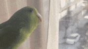 Parrot GIF