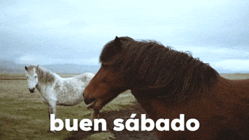 Buen Sรกbado