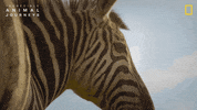 National Geographic Africa GIF by Nat Geo Wild