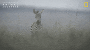 National Geographic Africa GIF by Nat Geo Wild