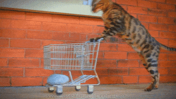 cat GIF