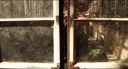 Alice In Wonderland Punk GIF by Marquis of Vaudeville