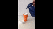 drbuhmann school city study break GIF