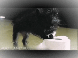 Puppy Dog Funny GIF by Planet Blue