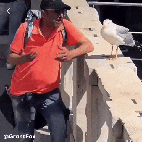Bird Seagull GIF
